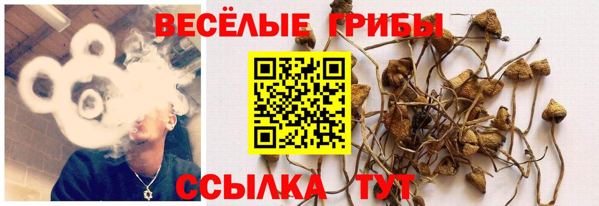Псилоцибиновые грибы Cubensis  Псилоцибиновые грибы Magic Shrooms  Вход с VPN  где купить   Похвистнево 